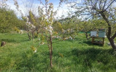 Community Orchard